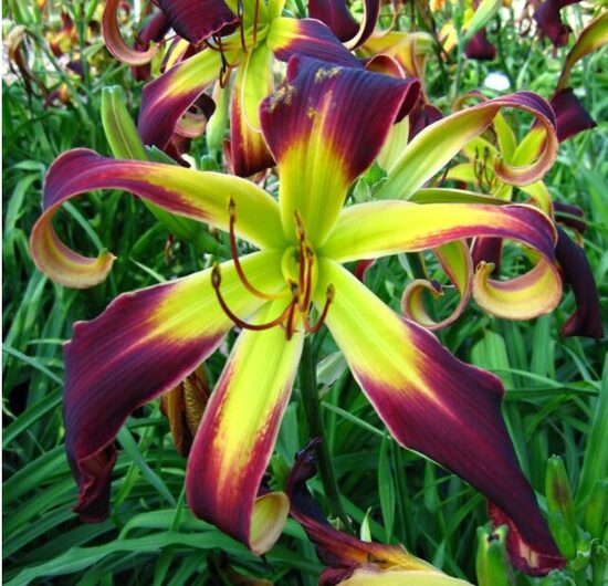 Dienziede 'Helix'